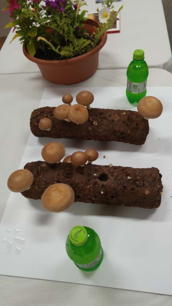 mashroom