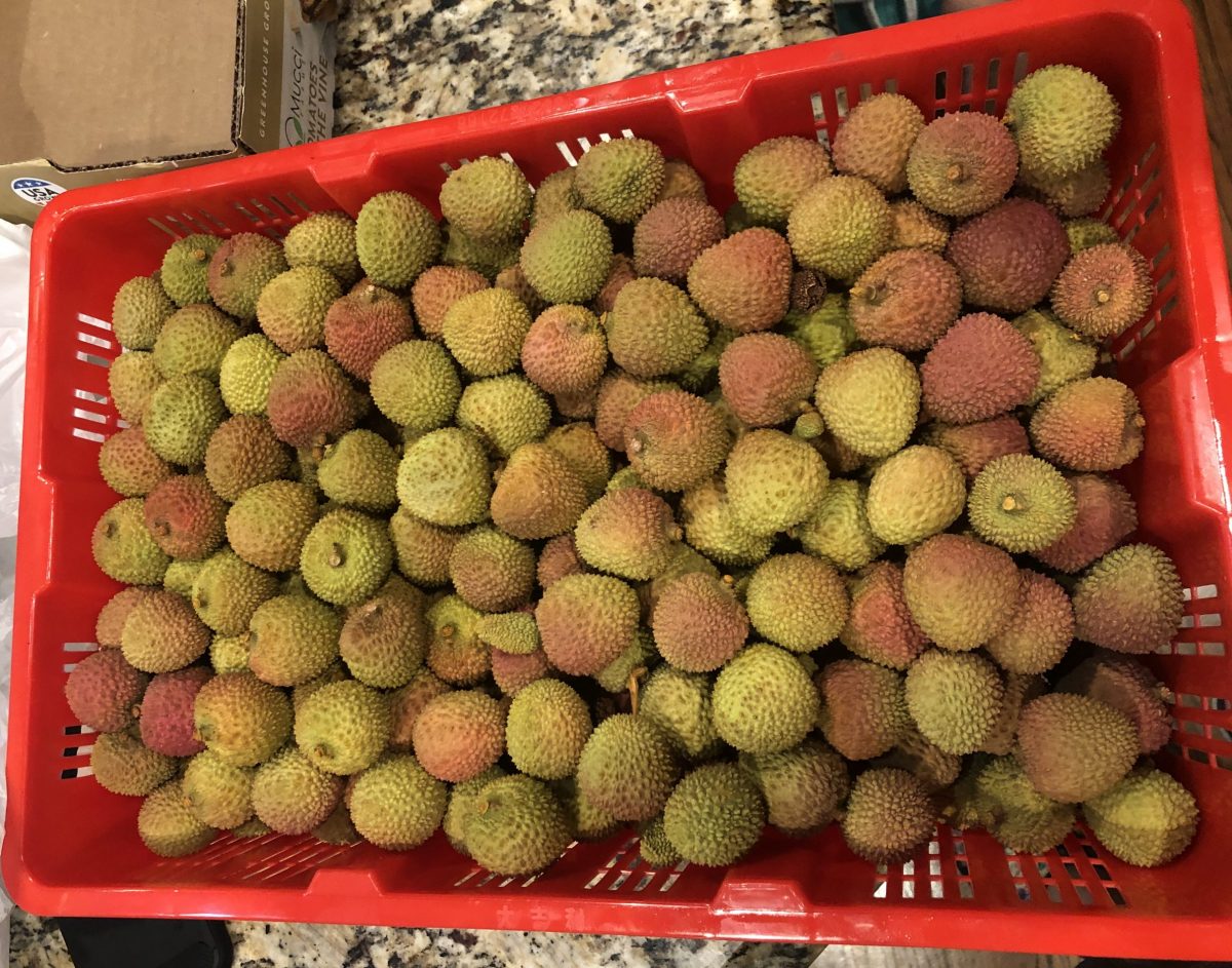 团购荔枝实物图