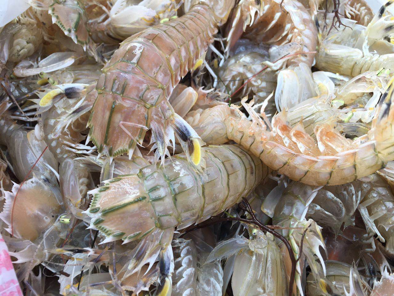 活蹦乱跳的美味——墨西哥湾野生虾蛄，游水虾团购