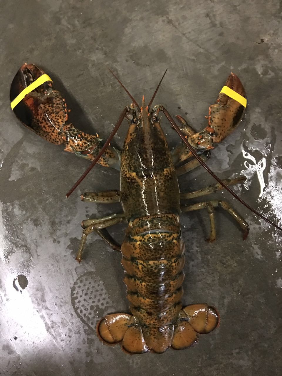 以吃海鲜的方式支持我们的女英雄